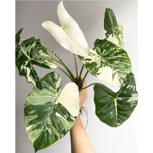 Tanaman Hias Alocasia Variegata | Alocasia Variegata Anakan Murah