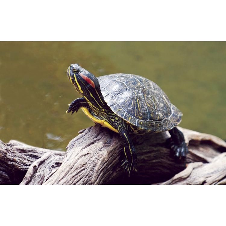 MAINAN ANAK KURA KURA BRAZIL DEWASA / KURA KURA REMAJA