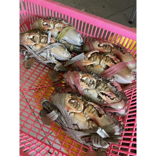 

KEPITING HIDUP SUPER GENDUT 1KG isi 6