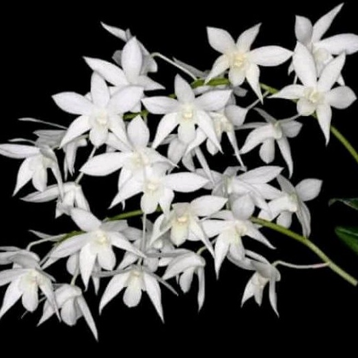 Anggrek Wangi Dendrobium White Grace