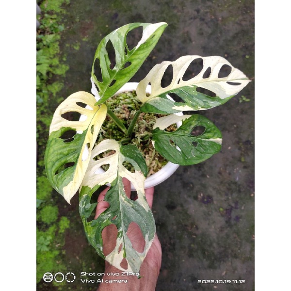 janbol japan varigata