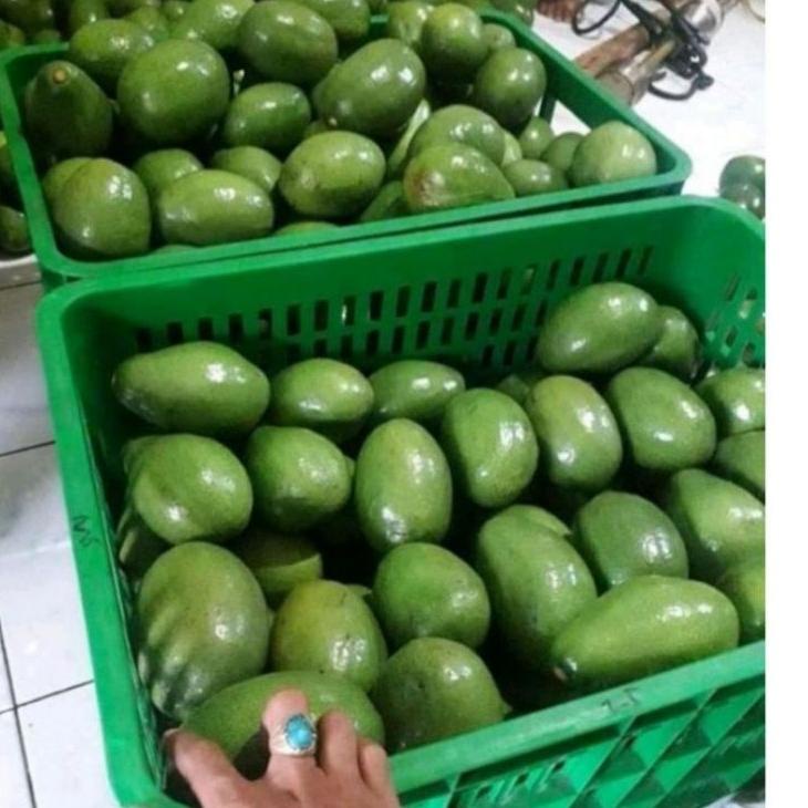 

JKQ ALPUKAT MENTEGA 1kg isi 3/4 buah alpuket alpokat➳☏ (Best)Ready ➳