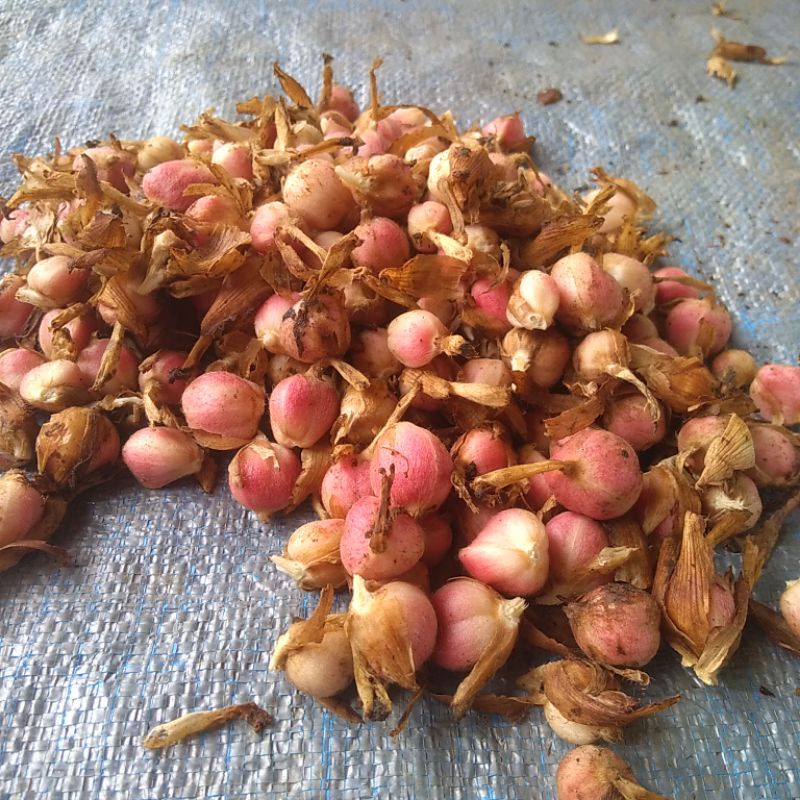 

kapulaga segar obat herbal/bumbu masak 250gr