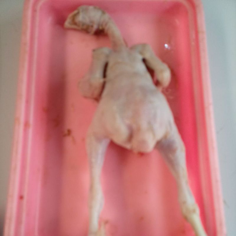 

ayam tg fresh 1 ekor