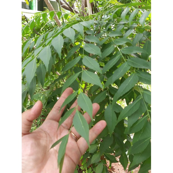 

FRESH daun salam koja|temurui|daun kari| 10 tangkai Segar-Curry Leaves