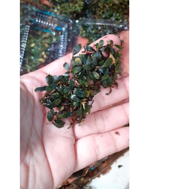 bucephalandra super mini di jual per mika muraaaahhh