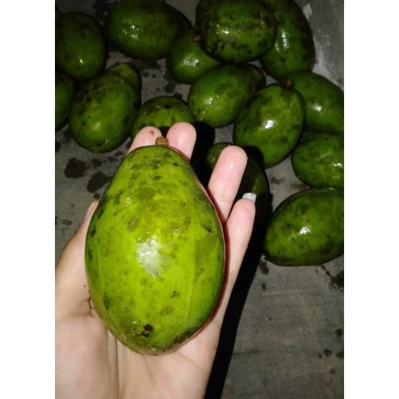 

1kg dondong / kedondong.fresh