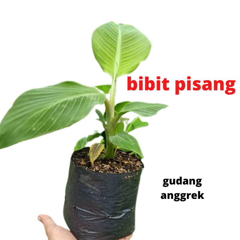Bibit Tanaman Pisang Raja Bulu Super