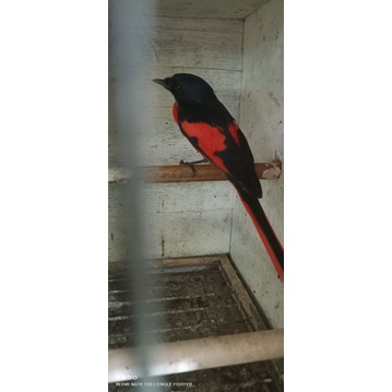 Burung mantenan merah jantan rawatan mulus