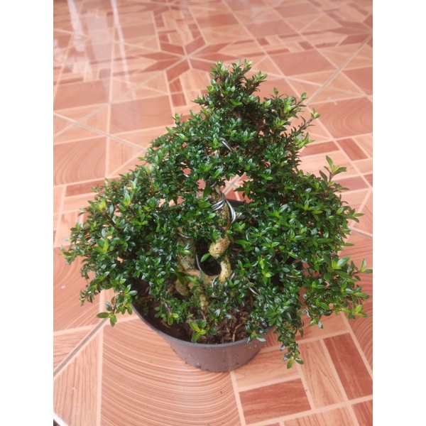 bonsai seribu bintang serissa