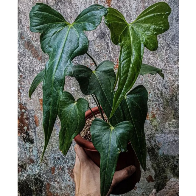 Anthurium Macrolobium