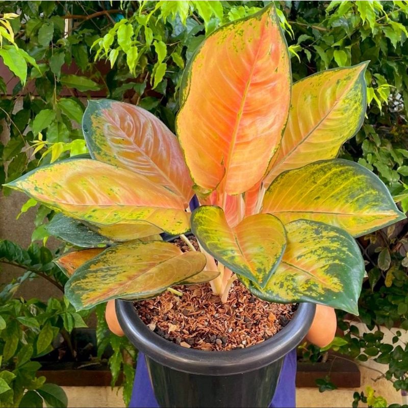 Aglonema Sultan Brunei Tanaman Hias Bunga Aglaonema Murah Merah BUKAN bonggol bibit - tanaman hias h