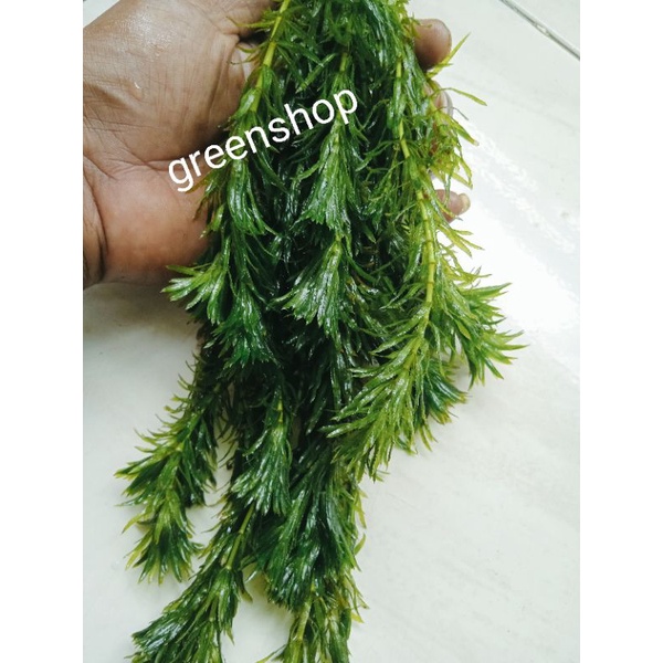 Jual Tanaman Air Aquascape Ganggang Hydrilla Shopee Indonesia 4857