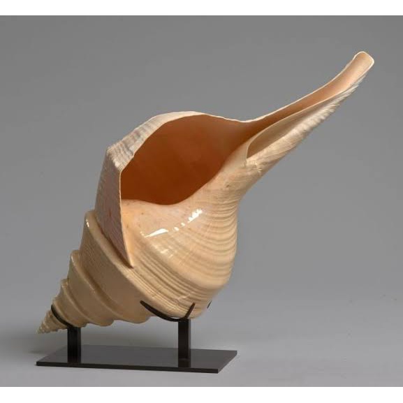 Cangkang Kerang Tahuri Hias Jumbo / Syrinx Aruanus / Asal Kepulauan Aru