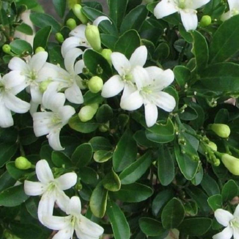 Tanaman Bunga Kemuning / Orange Jasmine / Kemuning Jawa