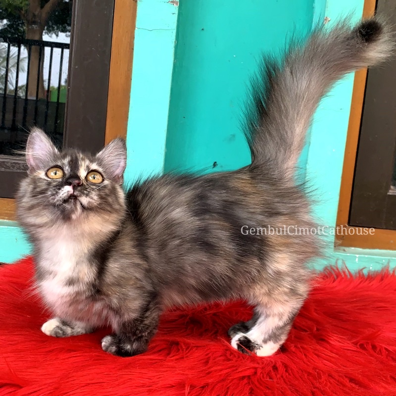 Kucing Munchkin Cebol Kaki Pendek Longhair Kitten Betina