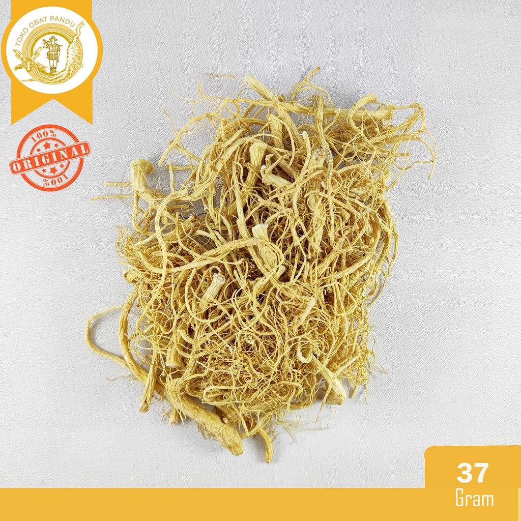AKAR YOSOM (37 gram) / AKAR GINSENG / YANGSHEN / YONGSEM / YANGSEN