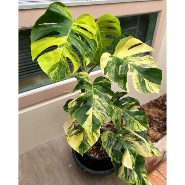 Tanaman hias Monstera Aurea Variegated /Tanaman janbol monstera varigata/ tanaman hias bunga/ tanama
