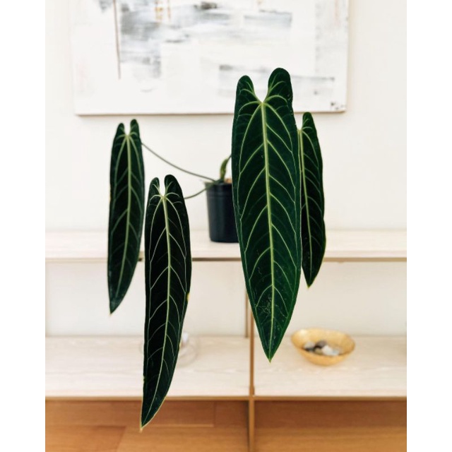 Tanaman hias Anthurium warocqueanum / Anturium warok waroc / Anturium lidah gajah / kuping gajah lid