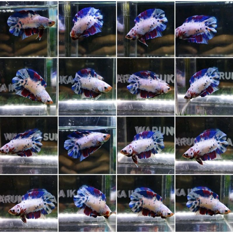 HIASAN AKUARIUM PKDT CANDY MULTI 100% REALPICT (CD1-11)