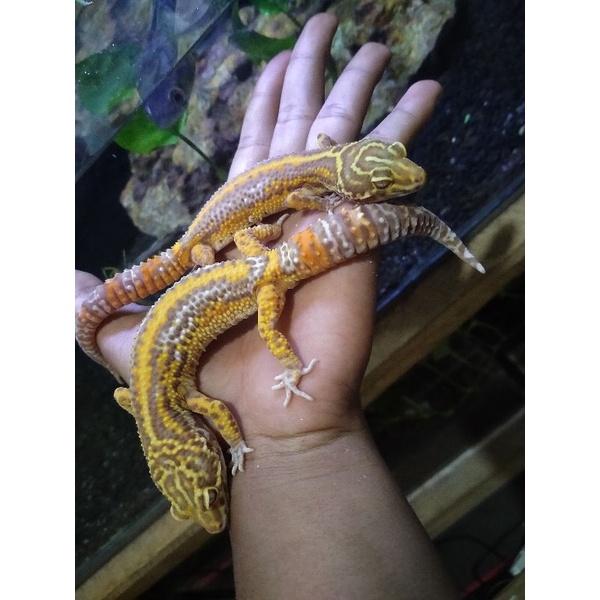 mainan anak indukan leopard gecko