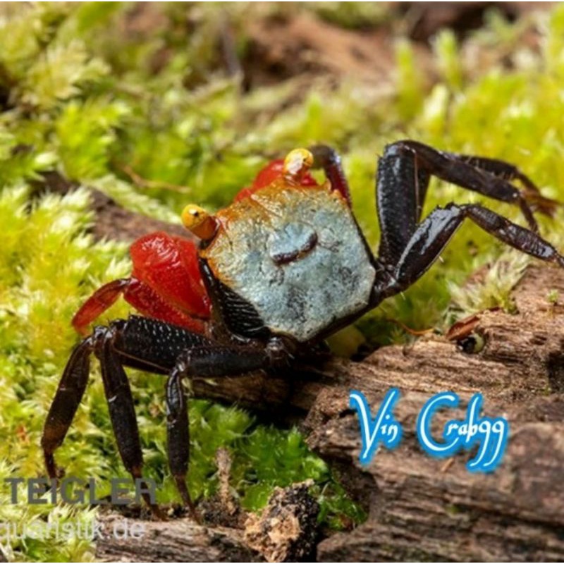 

Kepiting Mini Rainbow