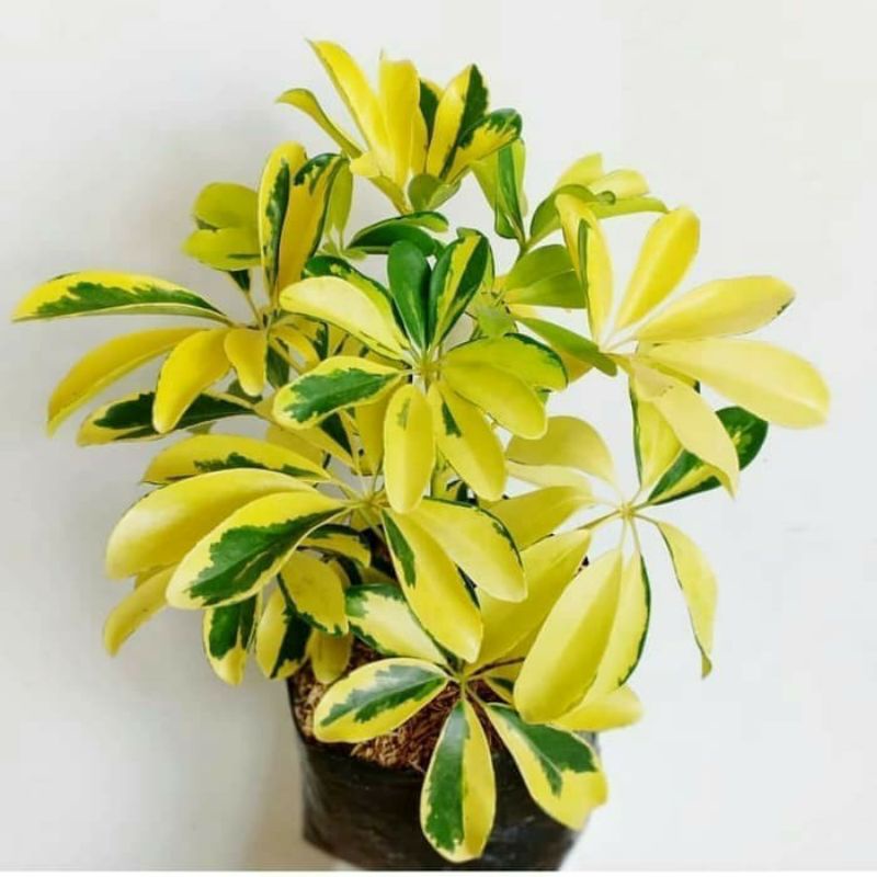 BIBIT WALISONGO VARIGATA GOLDEN