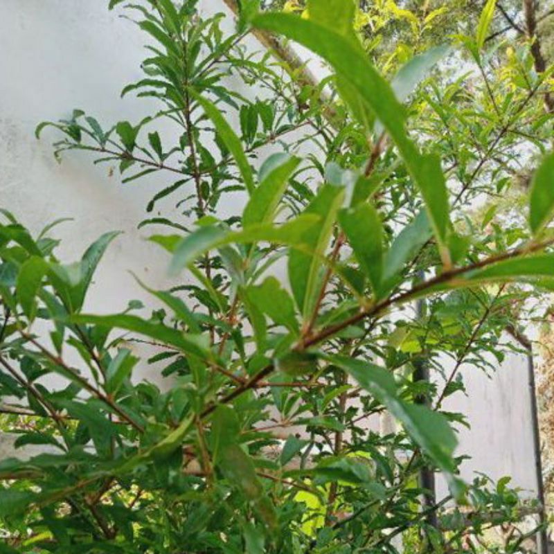 

DAUN DELIMA SEGAR 10 lembar