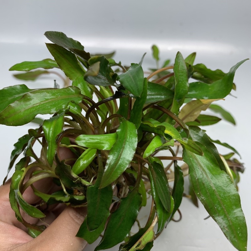 tanaman aquascape cryptocoryne green