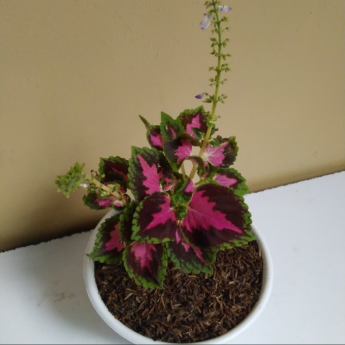 Tanaman Hias Miana Batik Batavia - Tanaman Hias Miana