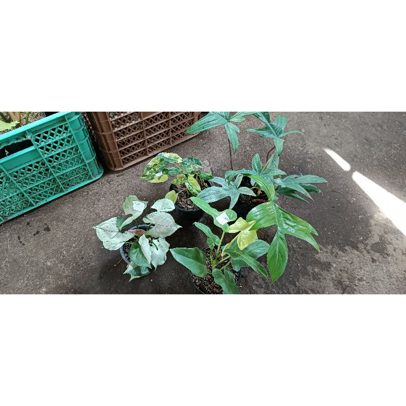 philodendron florida ghost mint, violin golden, burlemark varigata, singonium green splash, sodiroi