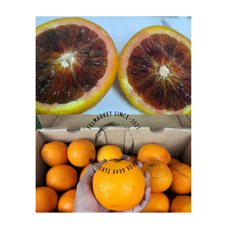 jeruk sunkist blood orange import 1 kg