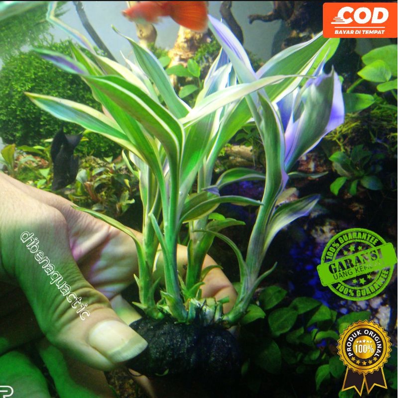 Bambu Hoki-seri rejeki-bambu air media wabikusa tanaman aquascape -akuarium