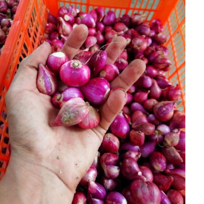 

10.10 Flash Sale Bawang merah murah brebes 1 kg gas !!