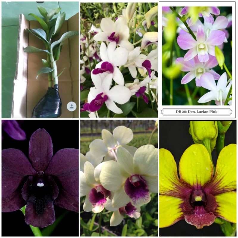 keiki anggrek dendrobium