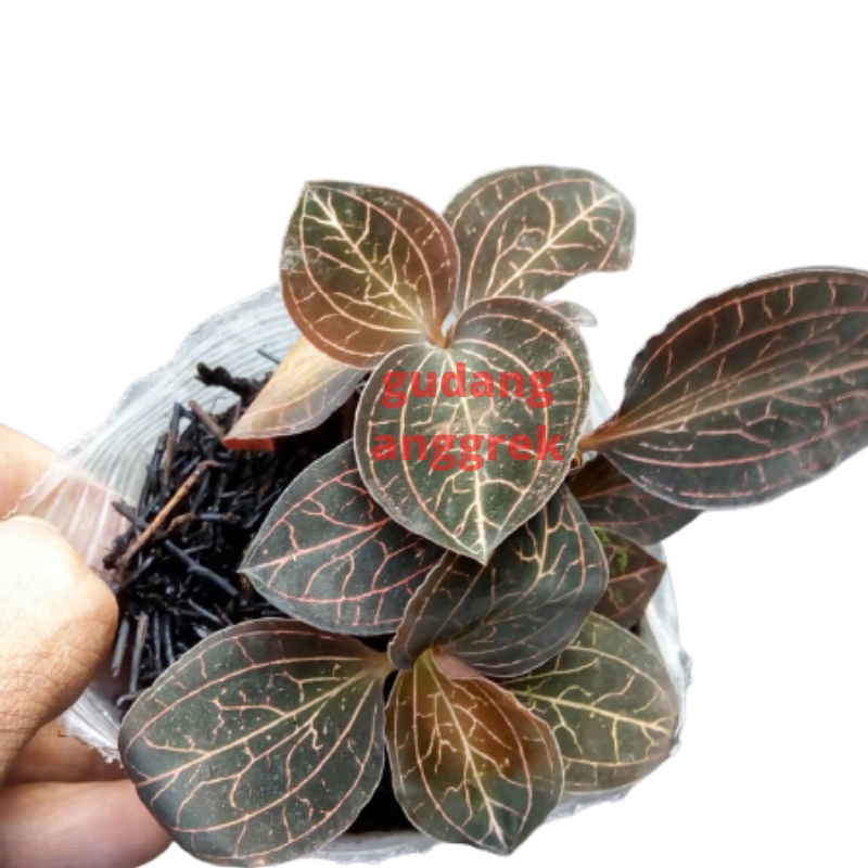 tanaman paludarium anggrek mini macodes petola