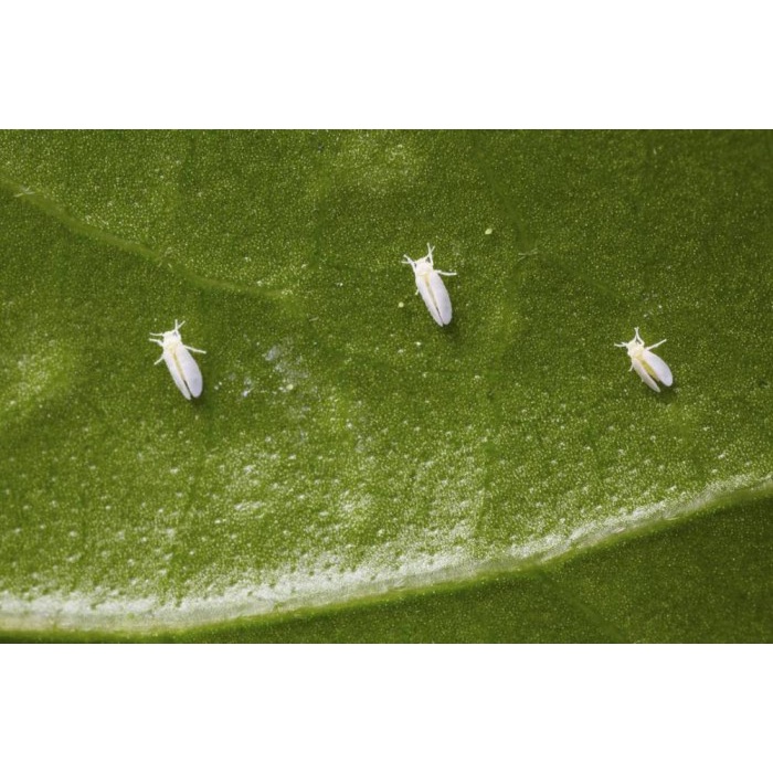 New Pestisida Organik Obat Hama Cabe,Pestisida Untuk Antraknose Patek Cabe +c<