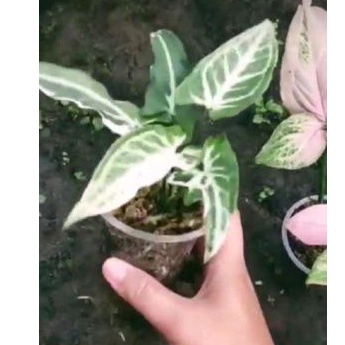singonium t25, singonium varigata yellow, singonium pink splash