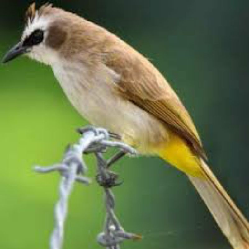 Trucukan trucuk bahan