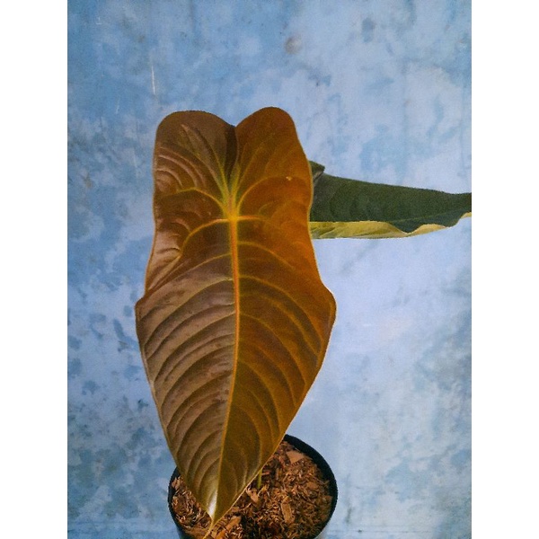Anthurium black veitchii
