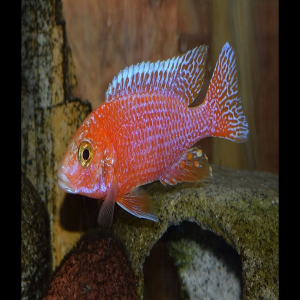 Hiasan Akuarium Aluonocara DB Peacock Siklid Afrika