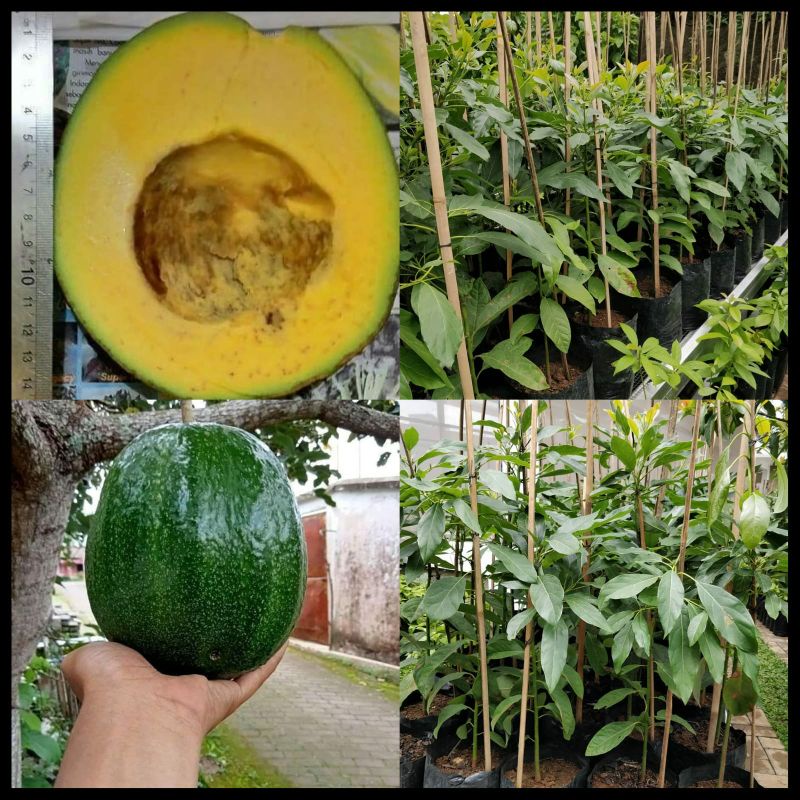 pohon alpukat kendil Batang Besar siap berbuah