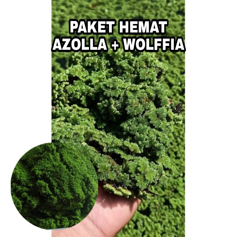 PAKET HEMAT AZOLLA & WOLFFIA || AZOLLA WOLFFIA || BIBIT AZOLLA WOLFFIA