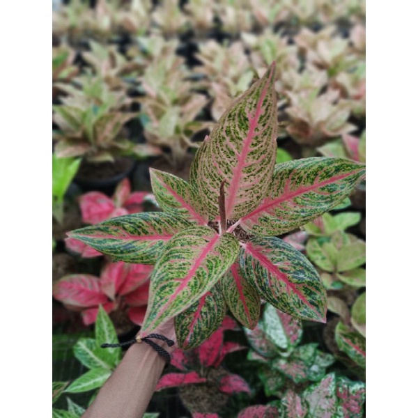 Aglaonema Red Legacy | Red Legacy | lokal