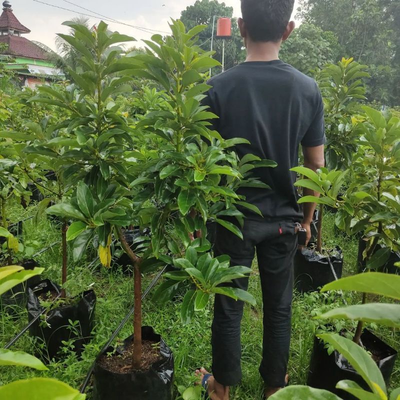 Bibit Pohon Alpukat Greenstar Batang Besar Siap Berbuah