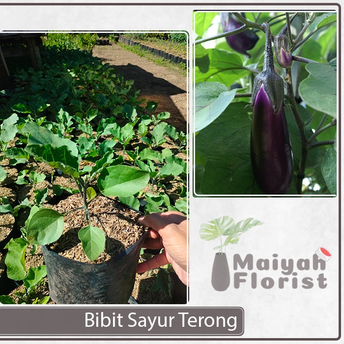 Bibit Sayur Terong - Solanum Melongena - Tanaman Sayur