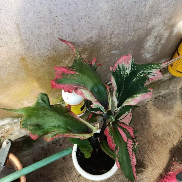 Rare item F1 hybrid caladium cleopatra size remaja daun ganda tebal