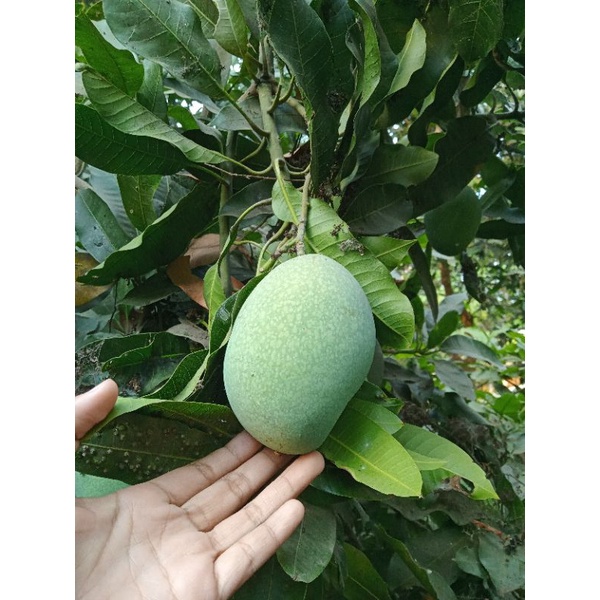 Paket Khusus Mangga Muda Madu Manalagi