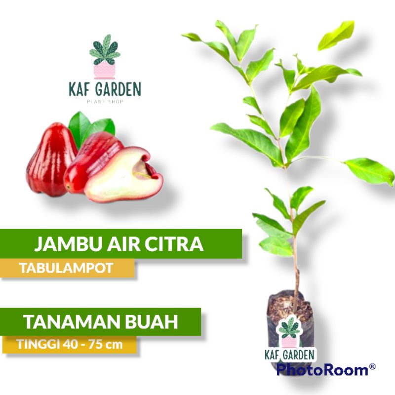 Bibit Tanaman Buah Jambu Air Citra Bibit Jambu Citra Manis