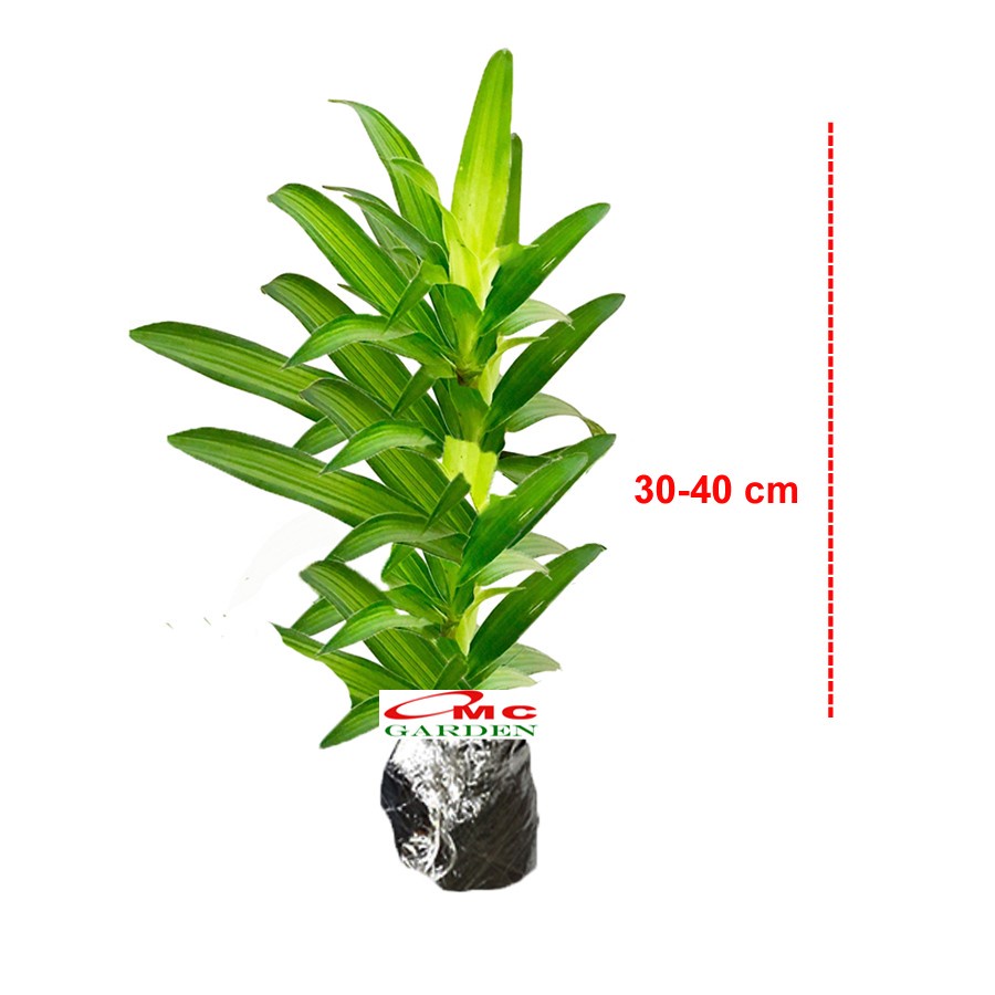 Song of Jamaica Jamaika Dracaena Dracena Reflexa Wali Tanaman 5060